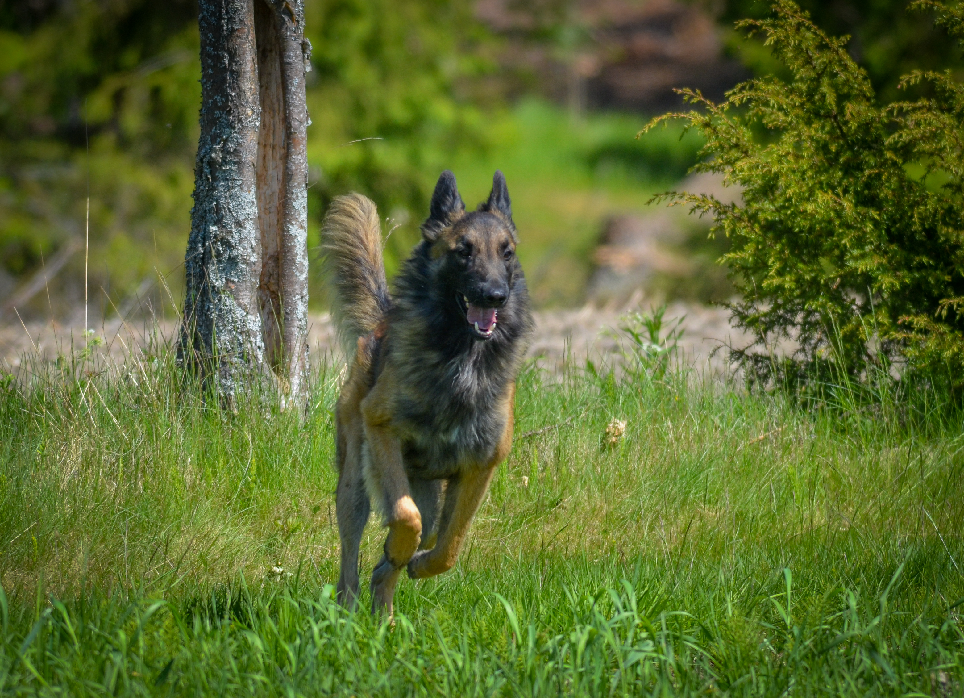 Koira 4