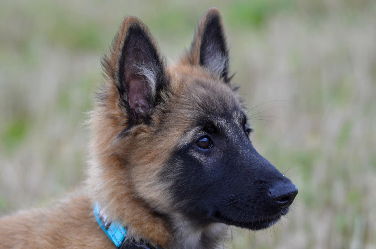Koira 1