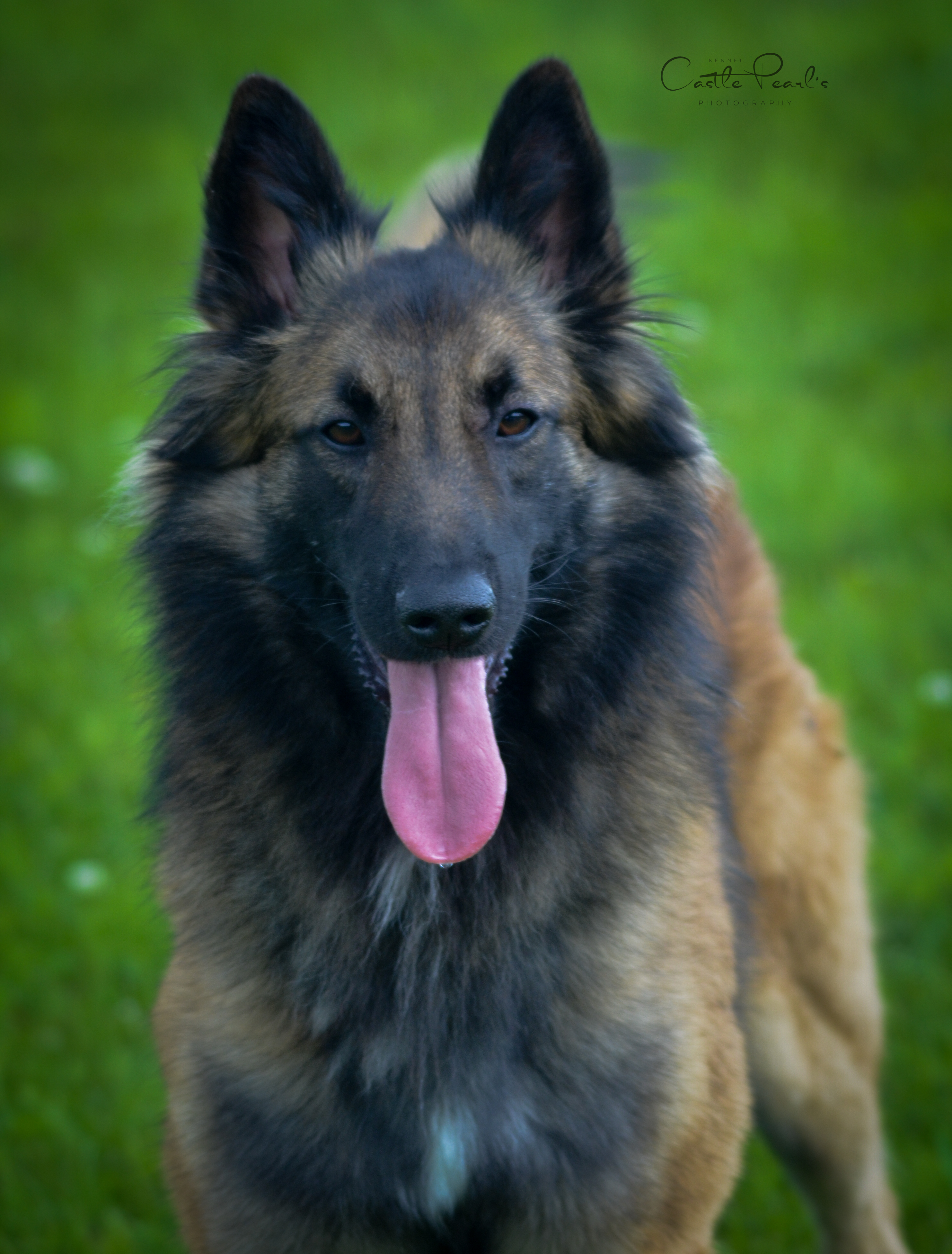 Koira 2