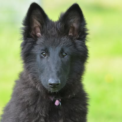 Koira 3