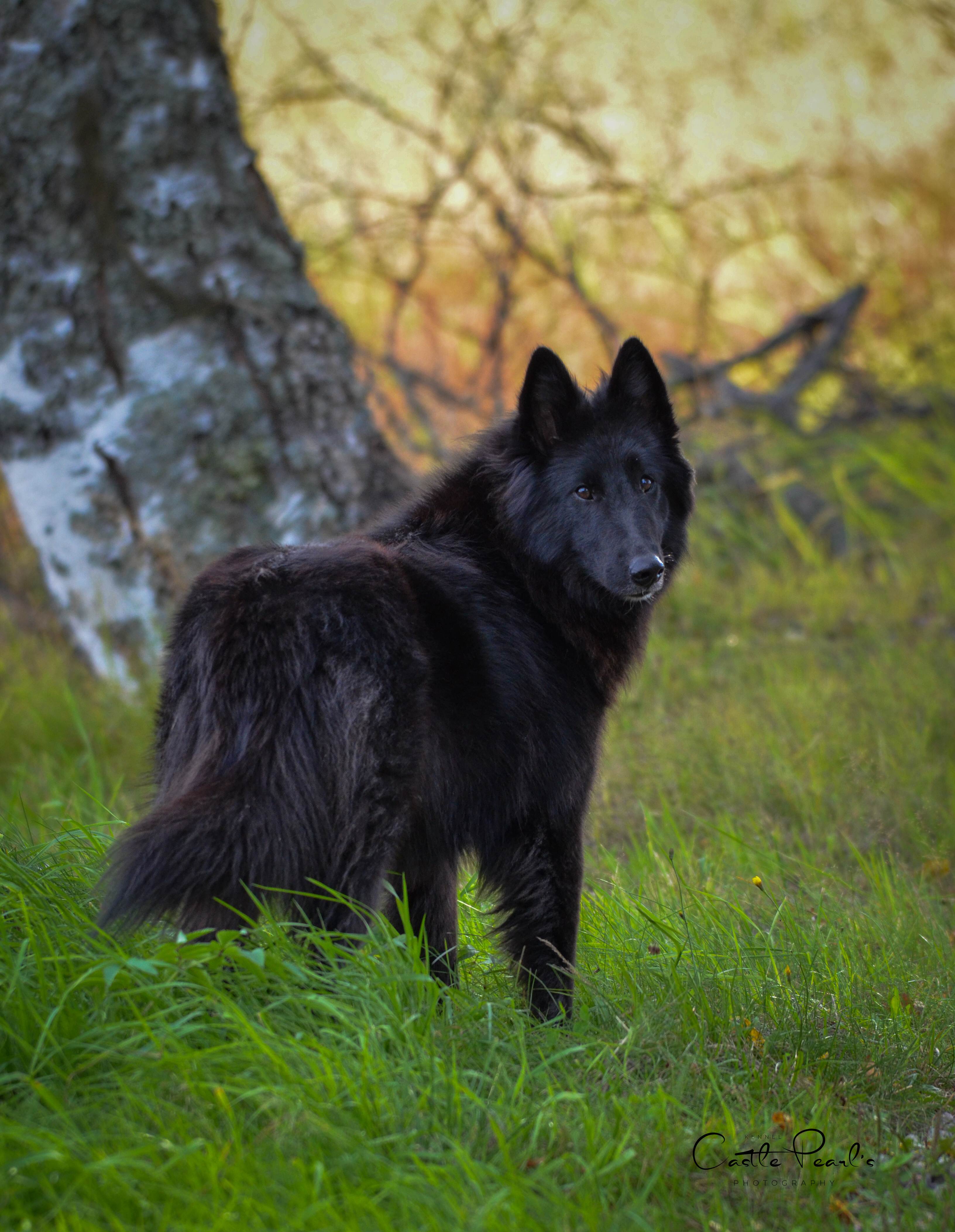 Koira