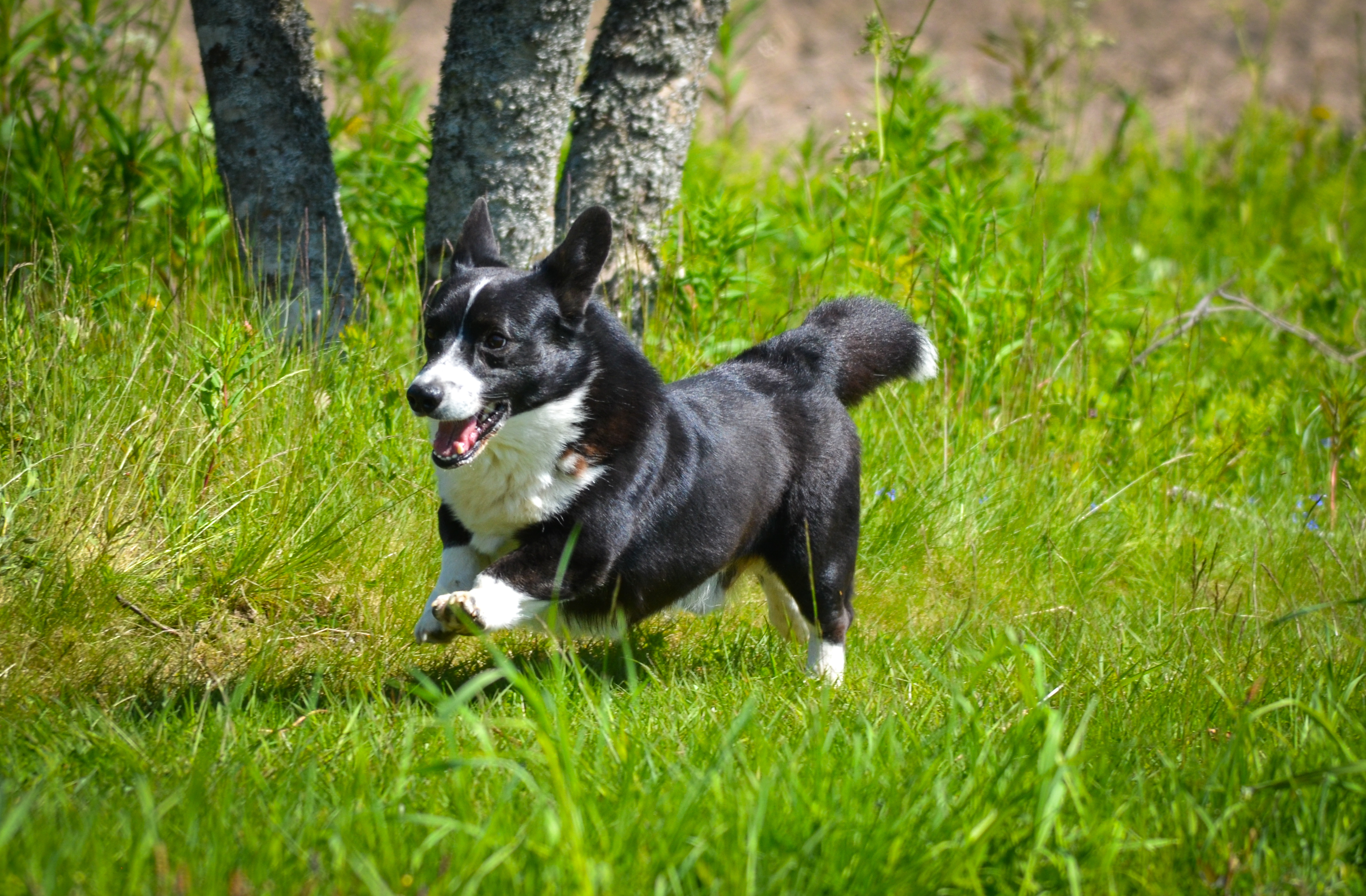 Koira1