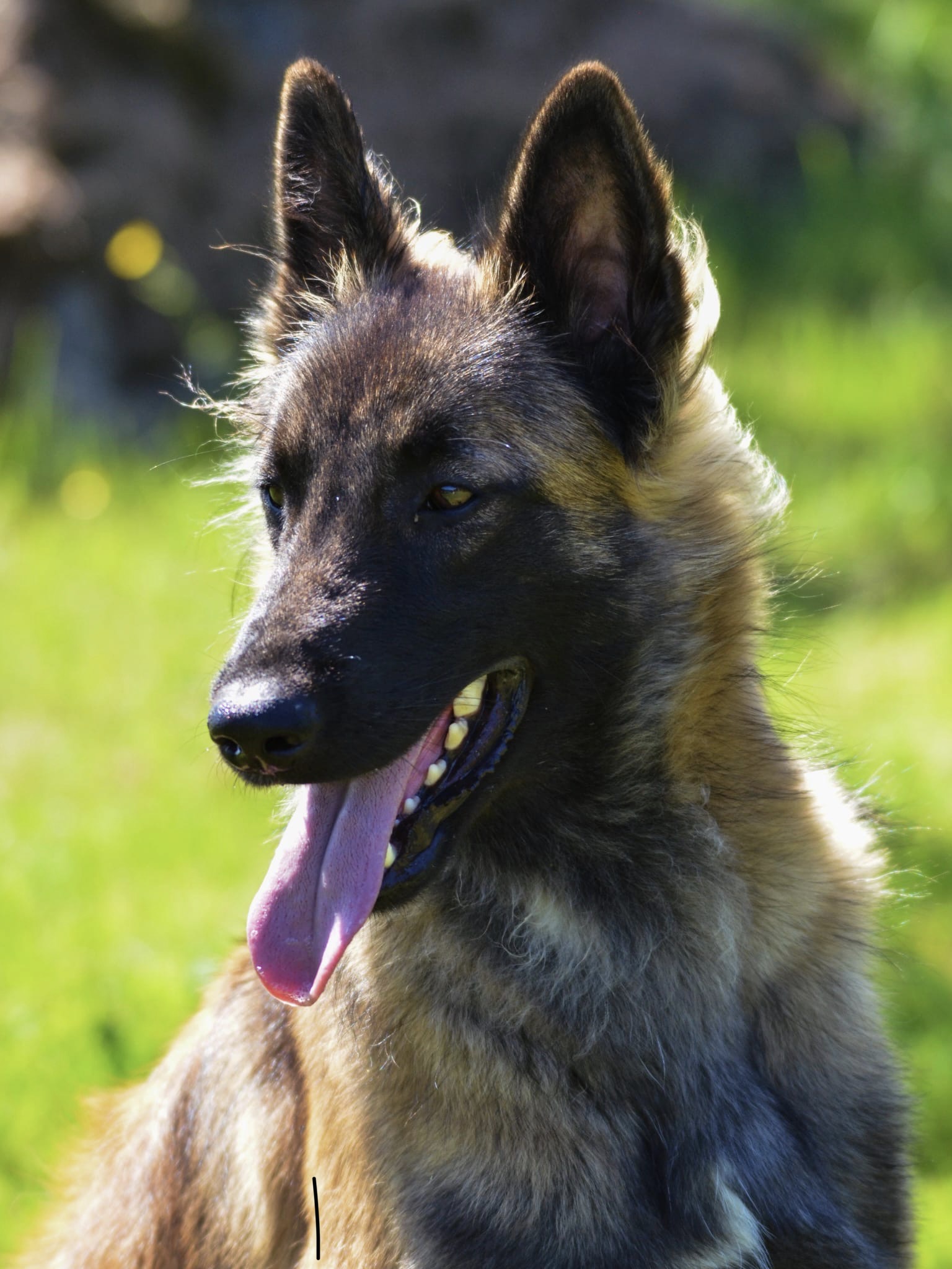 Belgianpaimenkoira