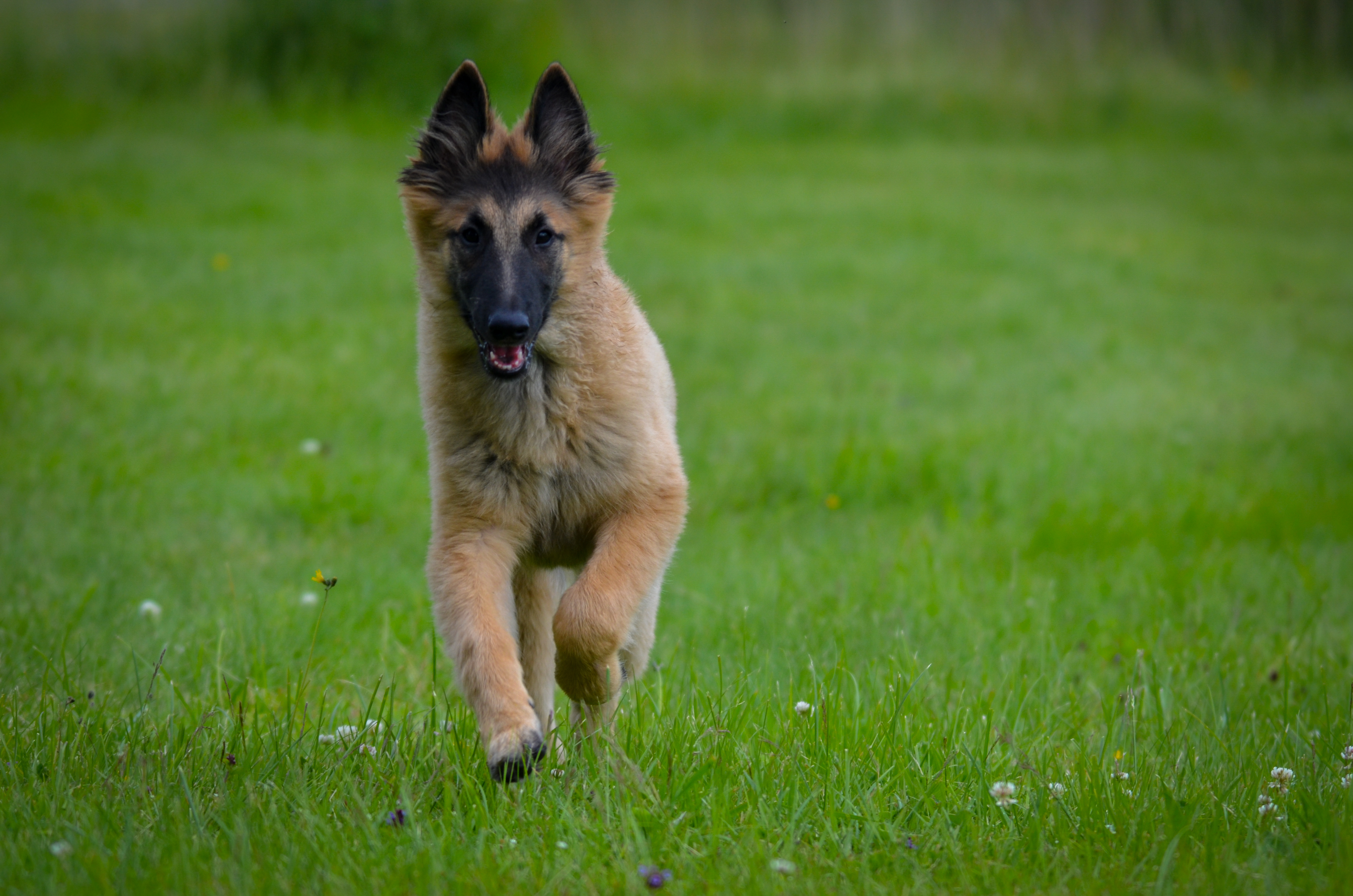 Kennel Castle Pearl's belgianpaimenkoira
