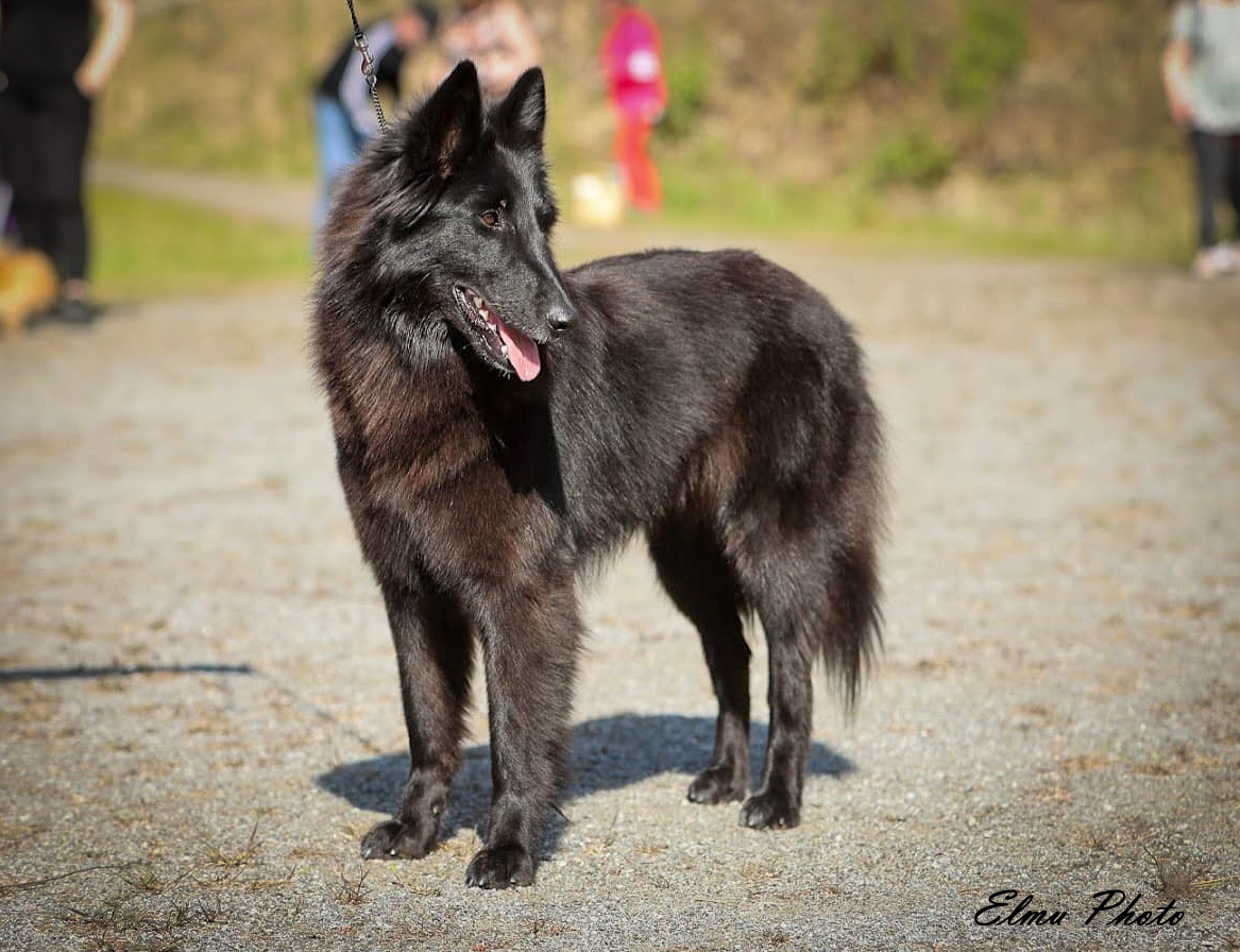 Castle Pearl's Belgian Shepherd